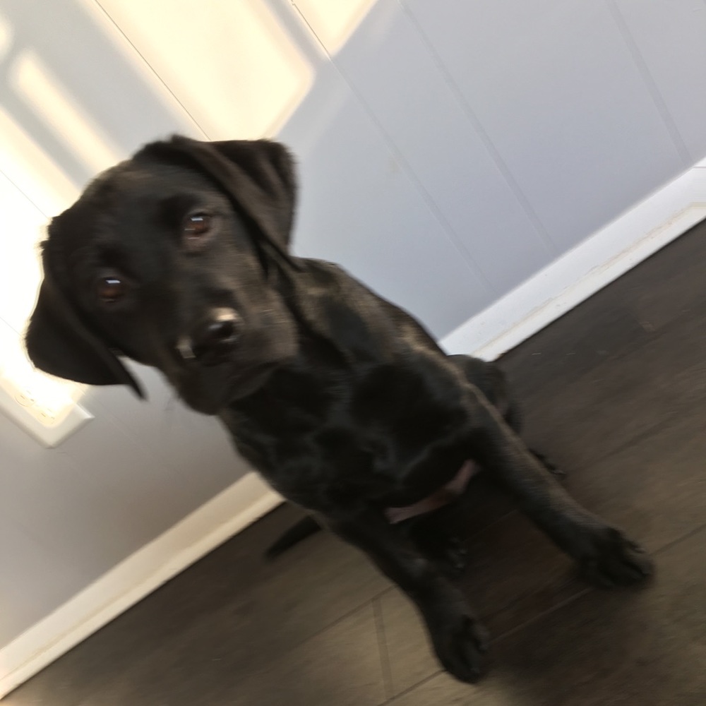 Meet your Posher, Annie